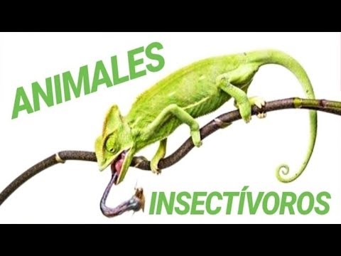 Animales que comen insectos