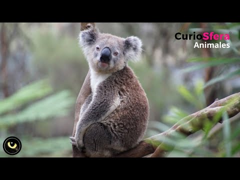 Características de koalas