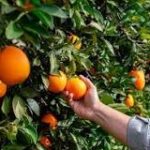 De naranja a oro: la historia de un fruto