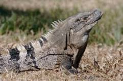 tipo iguana