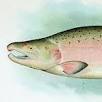 tipo salmon