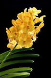 amarillo orquidea