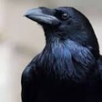 Soñar con Cuervos: Significado y Simbolismo