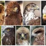 Aves de Presa: Conociendo los Tipos de Águilas