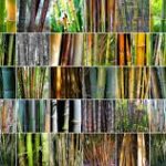 Explorando los Tipos de Bambú.