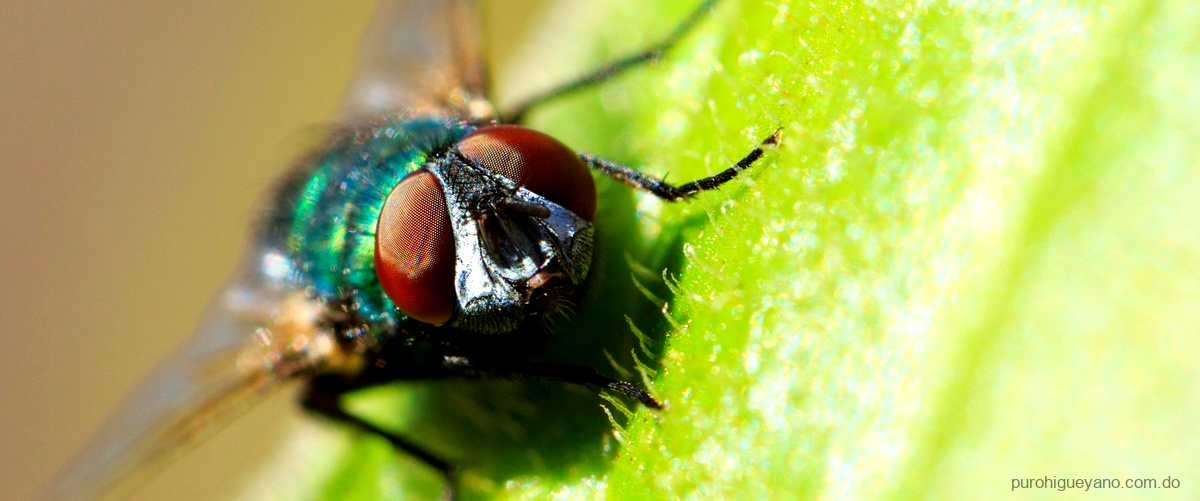 ¿Cómo se llaman todos los insectos del mundo?