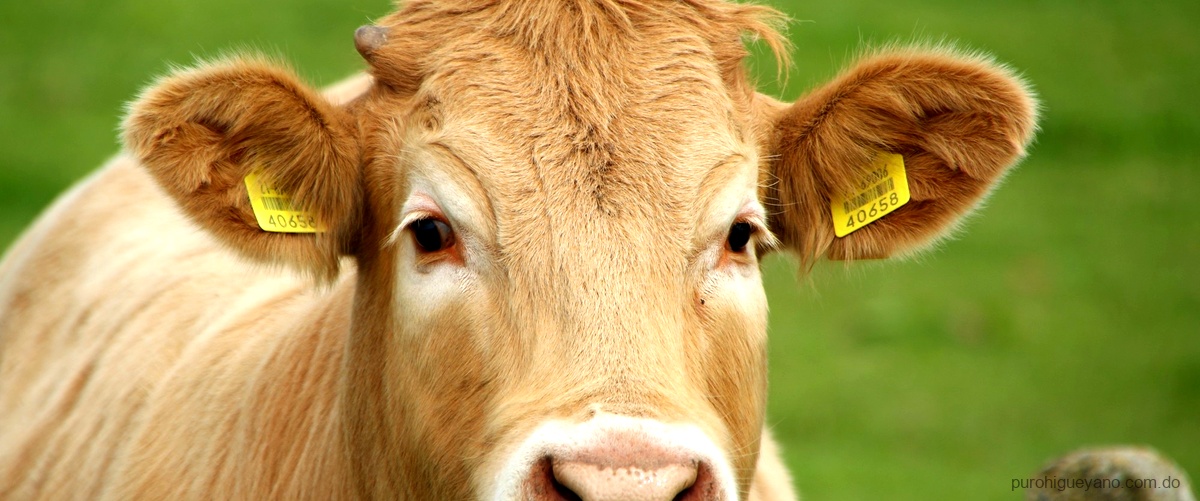 Palabras que rimen con vacas - Diccionario de rimas en español